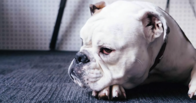 Perros aburridos: cómo detectarlos y qué hacer para evitar problemas de conducta