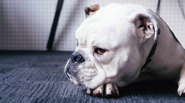 20260422 PERRO Perros aburridos