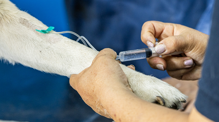 20260423 zoonosis1 Zoonosis brown