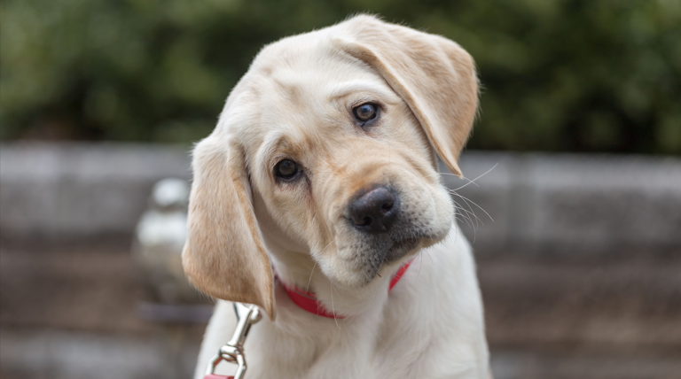 La ciencia explica por qué los perros inclinan la cabeza cuando les hablamos