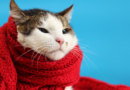 Cómo proteger a tu gato del frío en invierno