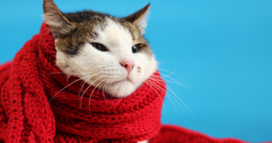 Cómo proteger a tu gato del frío en invierno