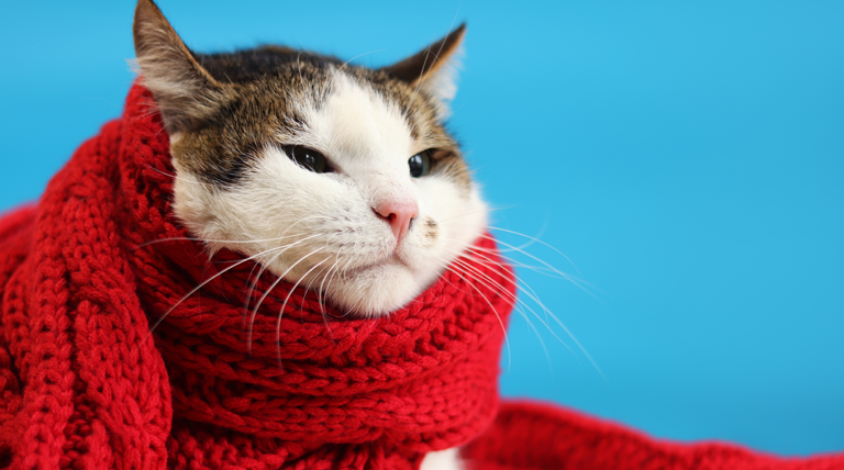 Cómo proteger a tu gato del frío en invierno