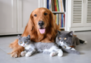 Cuánto cuesta mantener un perro o gato en Argentina durante 2026