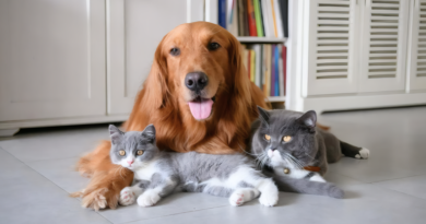 Cuánto cuesta mantener un perro o gato en Argentina durante 2026