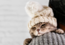 A qué temperatura empiezan a tener frío los gatos: la explicación de los especialistas