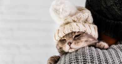 A qué temperatura empiezan a tener frío los gatos: la explicación de los especialistas