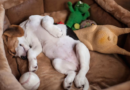 Las razones por las que tu mascota cambia de lugar para dormir
