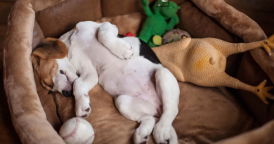 Las razones por las que tu mascota cambia de lugar para dormir