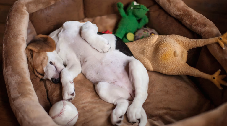 Las razones por las que tu mascota cambia de lugar para dormir Las razones por las que tu mascota cambia de lugar para dormir