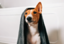 Bañar a tu perro en invierno: claves y frecuencia ideal para cuidarlo Bañar a tu perro en invierno: claves y frecuencia ideal para cuidarlo