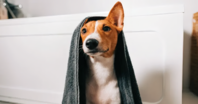 Bañar a tu perro en invierno: claves y frecuencia ideal para cuidarlo