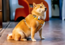 Traductor para mascotas con inteligencia artificial promete 95% de eficacia Traductor para mascotas con inteligencia artificial promete 95% de eficacia