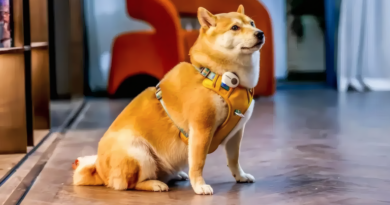 Traductor para mascotas con inteligencia artificial promete 95% de eficacia Traductor para mascotas con inteligencia artificial promete 95% de eficacia