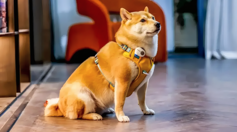 Traductor para mascotas con inteligencia artificial promete 95% de eficacia Traductor para mascotas con inteligencia artificial promete 95% de eficacia