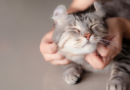 Comportamiento de los gatos: por qué huyen cuando los acariciamos