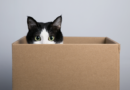La ciencia revela la verdadera razón por la que los gatos aman las cajas