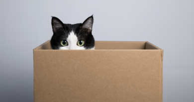 La ciencia revela la verdadera razón por la que los gatos aman las cajas La ciencia revela la verdadera razón por la que los gatos aman las cajas