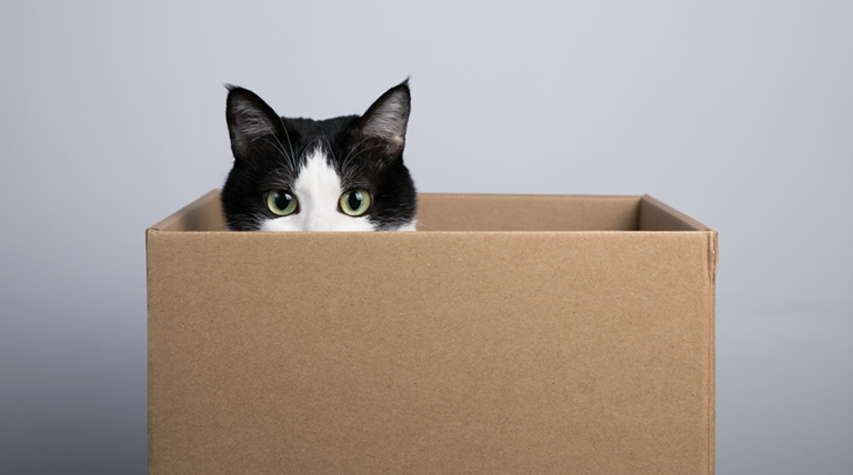 20260615 gato los gatos aman las cajas