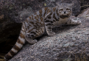 Gato andino en peligro crítico: quedan menos de 2.200 ejemplares Gato andino en peligro crítico: quedan menos de 2.200 ejemplares
