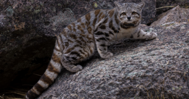 Gato andino en peligro crítico: quedan menos de 2.200 ejemplares Gato andino en peligro crítico: quedan menos de 2.200 ejemplares