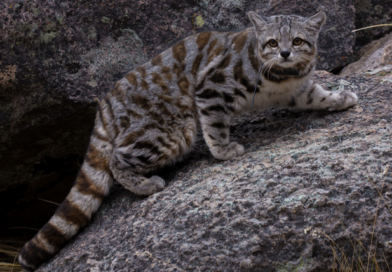 Gato andino en peligro crítico: quedan menos de 2.200 ejemplares Gato andino en peligro crítico: quedan menos de 2.200 ejemplares