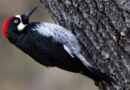 Pájaro carpintero: la diferencia biológica que lo aleja de las aves