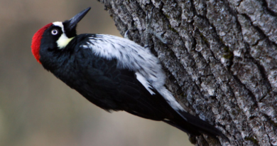 Pájaro carpintero: la diferencia biológica que lo aleja de las aves