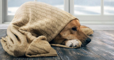 Cómo saber si tu mascota tiene frío y cómo cuidarla en invierno