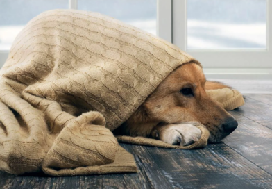 Cómo saber si tu mascota tiene frío y cómo cuidarla en invierno
