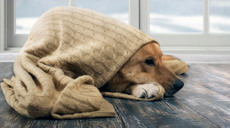 Cómo saber si tu mascota tiene frío y cómo cuidarla en invierno