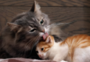 Qué significa que los gatos se laman entre sí, según la ciencia