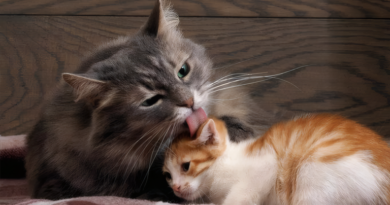 20260706 gatos