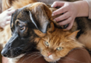Perros vs. gatos: un estudio revela cuál de las dos mascotas ayuda más contra el estrés