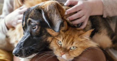 Perros vs. gatos: un estudio revela cuál de las dos mascotas ayuda más contra el estrés