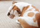 Aumentan las alergias en perros: causas de la crisis dermatológica