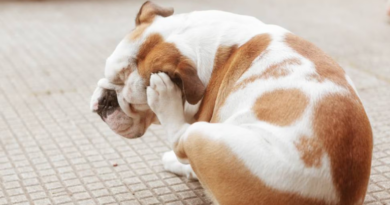 Aumentan las alergias en perros: causas de la crisis dermatológica