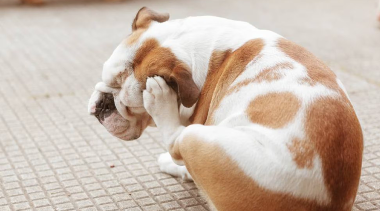 Aumentan las alergias en perros: causas de la crisis dermatológica