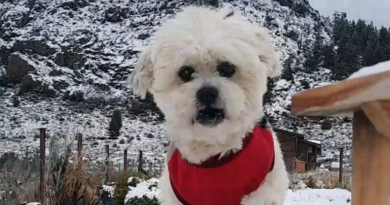 Zoonosis Brown presentó la historia de «Arturo», un perro rescatado que vive en Bariloche con su nueva familia Zoonosis Brown presentó la historia de «Arturo», un perro rescatado que vive en Bariloche con su nueva familia