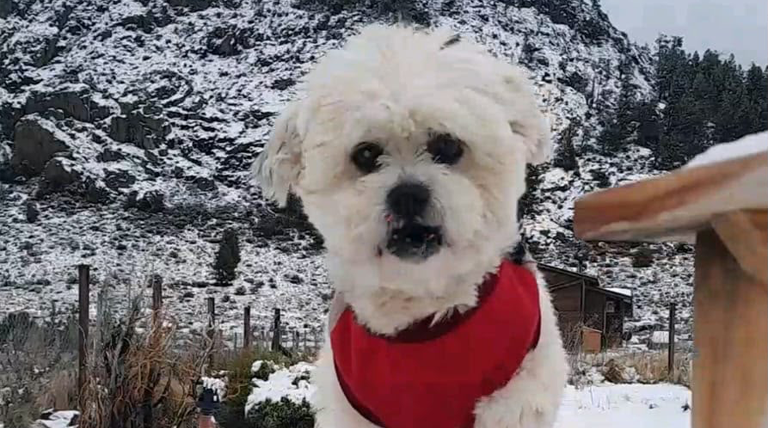 Zoonosis Brown presentó la historia de «Arturo», un perro rescatado que vive en Bariloche con su nueva familia Zoonosis Brown presentó la historia de «Arturo», un perro rescatado que vive en Bariloche con su nueva familia