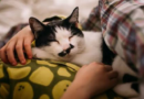 Gatos duermen sobre el pecho: por qué eligen este lugar para descansar