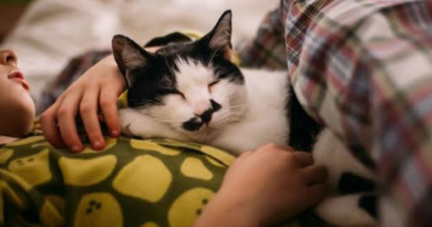 Gatos duermen sobre el pecho: por qué eligen este lugar para descansar Gatos duermen sobre el pecho: por qué eligen este lugar para descansar