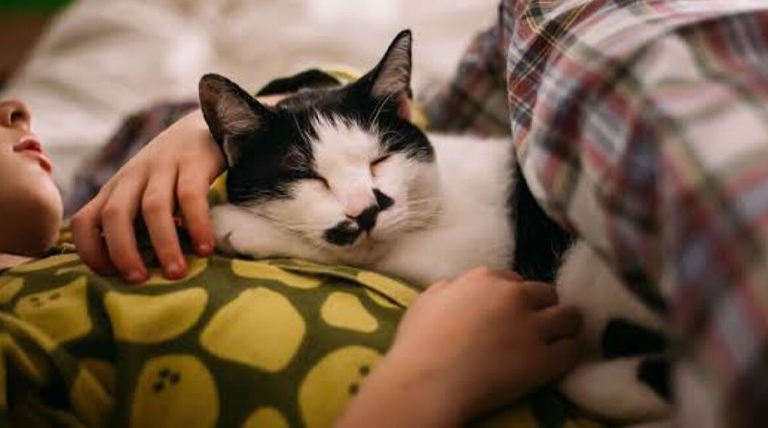 Gatos duermen sobre el pecho: por qué eligen este lugar para descansar Gatos duermen sobre el pecho: por qué eligen este lugar para descansar
