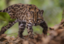 Leopardus tilcayo: descubren en Bolivia una nueva especie de felino