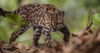Leopardus tilcayo: descubren en Bolivia una nueva especie de felino Leopardus tilcayo: descubren en Bolivia una nueva especie de felino