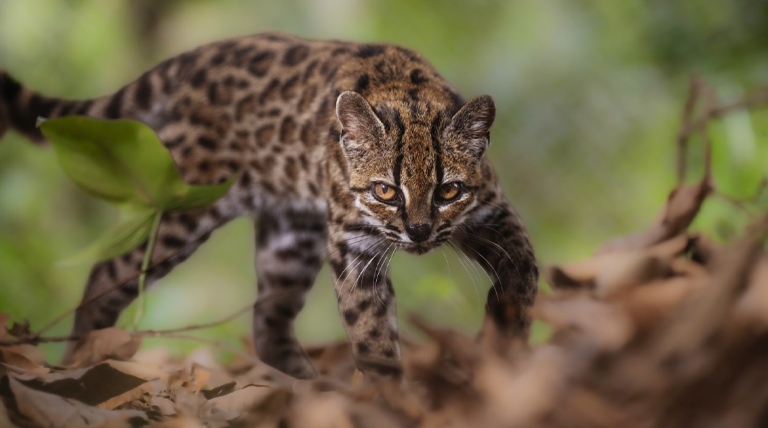 Leopardus tilcayo: descubren en Bolivia una nueva especie de felino Leopardus tilcayo: descubren en Bolivia una nueva especie de felino
