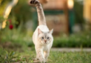 Lenguaje felino: qué significa que un gato te salude con la cola levantada