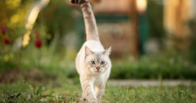 Lenguaje felino: qué significa que un gato te salude con la cola levantada