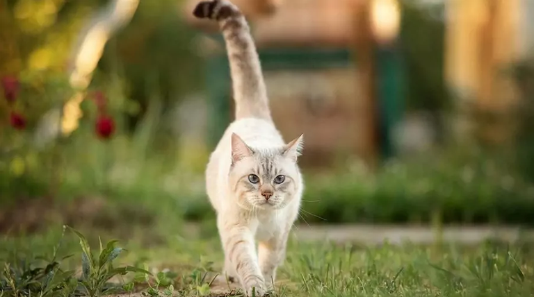 20261022 GATO